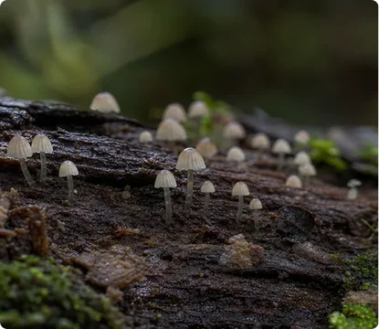 The Day After: Integrating a Psilocybin Experience Into Daily Life.